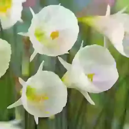 White Petticoat